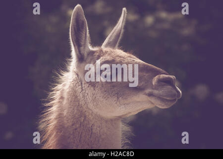 Guanako lama headshot al sole in estate Foto Stock