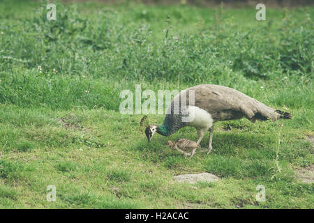 Peacock madre proteggere i polli su un verde prato Foto Stock