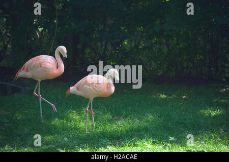 Fenicotteri rosa a piedi su erba verde in una foresta Foto Stock