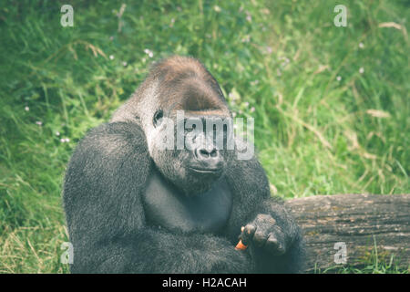 Carino gorilla di mangiare una carota in erba verde Foto Stock