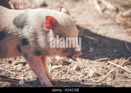 Carino piglet in ambiente rurale in una fattoria Foto Stock