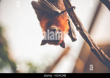 Bat appeso a testa in giù e guardando sorpreso Foto Stock