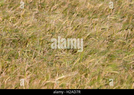 Campo con spighe di grano ondeggianti nel vento Foto Stock