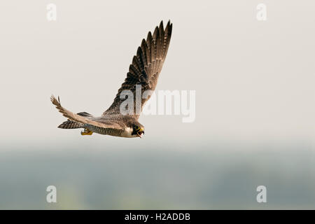 Falco pellegrino / Wanderfalke ( Falco peregrinus ) in volo, vicino, alta sopra il paese. Foto Stock