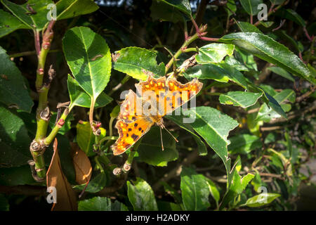 Seconda generazione di virgola butterfly su Prunus Laurel tree Milton Cambridge Cambridgeshire 2016 Foto Stock