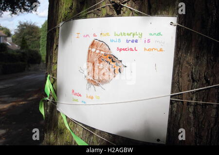 Un poster sul tronco di una matura elm tree in Nether Edge, Sheffield avvisa i passanti che la struttura ospita rare farfalle, REGNO UNITO Foto Stock