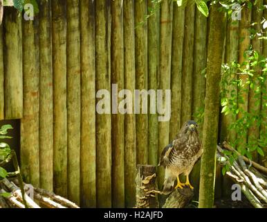 Bella rossa di spallamento hawk seduto su un ramo. Foto Stock