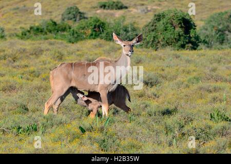 Maggiore kudus (Tragelaphus strepsiceros), giovane lattante sua madre, Parco Nazionale di Addo, Capo orientale, Sud Africa Foto Stock