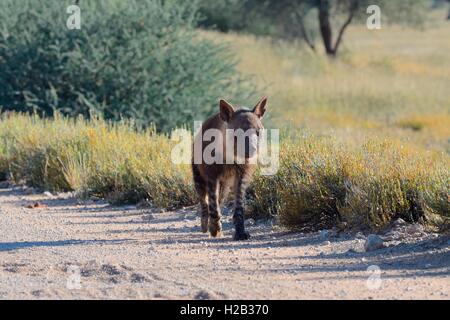 La iena marrone (Hyaena brunnea), a camminare su una strada di ghiaia, Kgalagadi Parco transfrontaliero, Northern Cape, Sud Africa e Africa Foto Stock