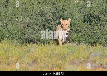 Leonessa (Panthera leo), portando il suo cub nella sua bocca, Kgalagadi Parco transfrontaliero, Northern Cape, Sud Africa e Africa Foto Stock