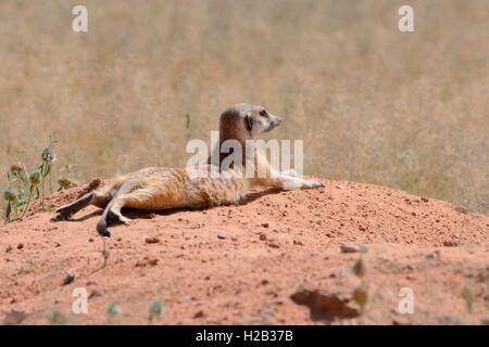 Meerkat (Suricata suricatta), Adulto giacente su un tumulo di sabbia, attento, Kgalagadi Parco transfrontaliero, Northern Cape, Sud Africa Foto Stock