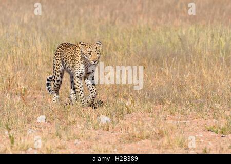 Leopard (Panthera pardus), passeggiate in erba, Kgalagadi Parco transfrontaliero, Northern Cape, Sud Africa e Africa Foto Stock