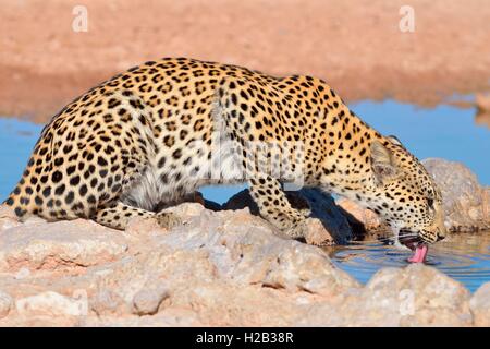 Leopard (Panthera pardus), bere a waterhole, Kgalagadi Parco transfrontaliero, Northern Cape, Sud Africa e Africa Foto Stock