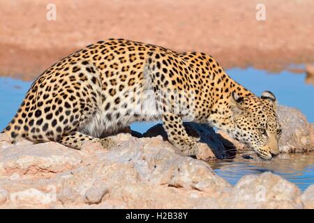 Leopard (Panthera pardus), bere a waterhole, Kgalagadi Parco transfrontaliero, Northern Cape, Sud Africa e Africa Foto Stock