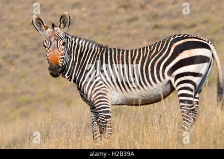 Cape Mountain Zebra (Equus zebra zebra), stando in erba secca, Mountain Zebra National Park, Capo orientale, Sud Africa Foto Stock