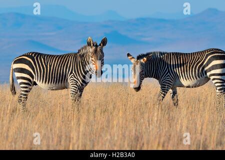 Capo zebre di montagna (Equus zebra zebra), stando in erba secca, Mountain Zebra National Park, Capo orientale, Sud Africa Foto Stock