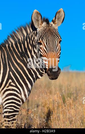 Cape Mountain Zebra (Equus zebra zebra), stando in erba alta, Mountain Zebra National Park, Capo orientale, Sud Africa Foto Stock