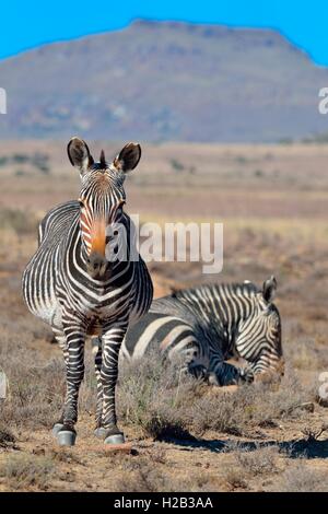 Capo zebre di montagna (Equus zebra zebra), adulto, in erba secca, Mountain Zebra National Park, Capo orientale, Sud Africa e Africa Foto Stock