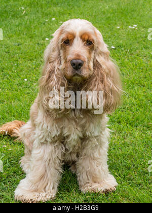 Golden cocker spaniel Foto Stock