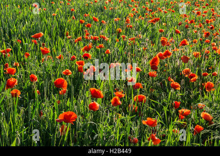 Comune di papavero (Papaver rhoeas), campo di papavero, Heidelberg, Baden-Württemberg, Germania Foto Stock