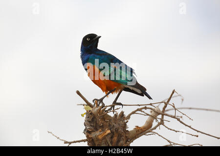 Superba starling (Lamprotornis superbus), il Parco Nazionale di Tarangire e, Tanzania Foto Stock