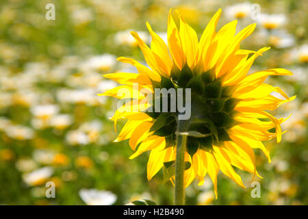 Girasole (Helianthus annuus) da dietro, Andalucía, Spagna Foto Stock