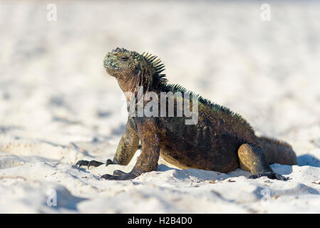 Galápagos marine iguana (Amblyrhynchus cristatus) seduta nella sabbia sulla spiaggia, a prendere il sole, Tortuga Bay, Isola di Santa Cruz Foto Stock