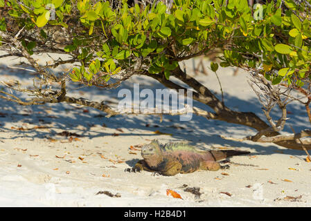 Galápagos marine iguana (Amblyrhynchus cristatus) seduto sotto la boccola sulla spiaggia, a prendere il sole, Tortuga Bay, Isola di Santa Cruz Foto Stock