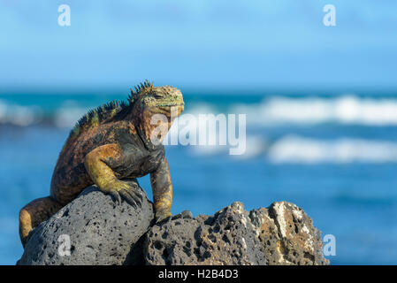 Galápagos marine iguana (Amblyrhynchus cristatus) prendere il sole sulla roccia, oceano dietro, Tortuga Bay, Isola di Santa Cruz, Galapagos Foto Stock
