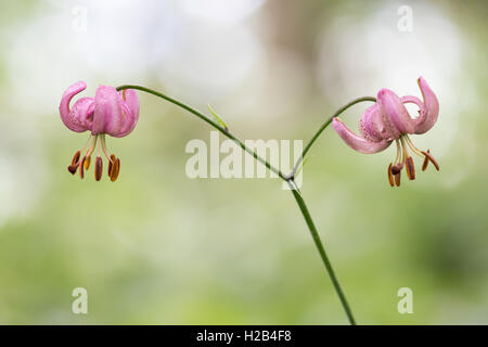 Turk il tappo o martagon lily (Lilium martagon), Hesse, Germania Foto Stock