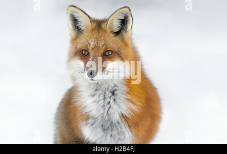 Red Fox (Vulpes vulpes vulpes), ritratto nella neve, Algonquin Park, Ontario Foto Stock