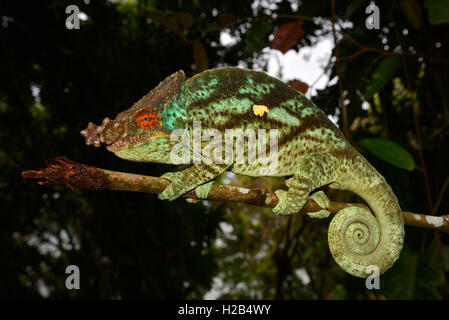 Parson's chameleon (Calumma parsonii), il maschio, la foresta pluviale di pianura, East Coast, Madagascar Foto Stock