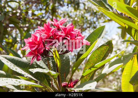 Red Plumeria sulla plumeria albero Frangipani fiori tropicali. Plumeria acuminati Aiton o West Indian Red Jasmine. Foto Stock