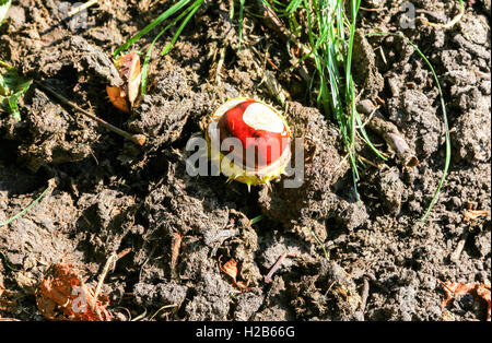 Un conker il frutto o il seme di un ippocastano o conker tree (Aesculus hippocastanum) Foto Stock