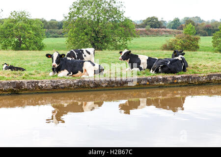 Mucche friesiane giacciono accanto al canale Shropshire Union nella campagna del Cheshire Inghilterra Regno Unito Foto Stock