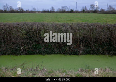 Hermo sui livelli di Gwent vicino a Newport, South Wales, Regno Unito Foto Stock