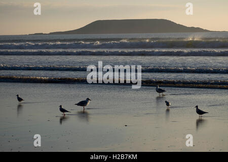 Gabbiani sulla spiaggia al tramonto, Rhossilli bay, Gower, South Wales, Regno Unito Foto Stock