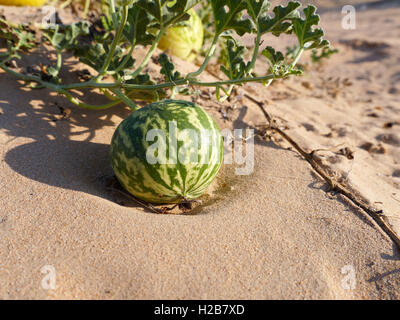 Cetriolo amaro colocynthis nel deserto Foto Stock