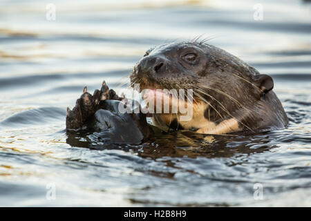 In via di estinzione gigante Lontra di fiume di mangiare un pesce nella regione di Pantanal, Mato Grosso, Brasile, Sud America Foto Stock