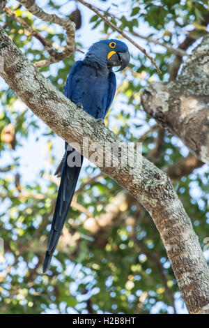 Ara Giacinto appollaiato in un albero nella regione di Pantanal, Mato Grosso, Brasile Foto Stock