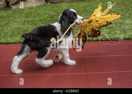 Di due mesi di età Springer Spaniel cucciolo, Tre, lottando per portare un grande grande foglia foglia di acero in Issaquah, Washington, Stati Uniti d'America Foto Stock