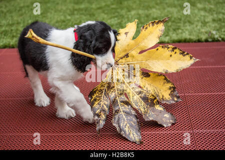 Di due mesi di età Springer Spaniel cucciolo, Tre, lottando per portare un grande grande foglia foglia di acero in Issaquah, Washington, Stati Uniti d'America Foto Stock