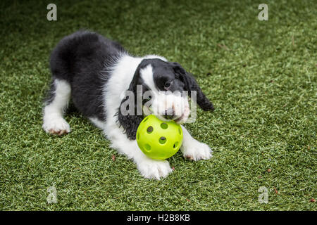 Di due mesi di età Springer Spaniel cucciolo, Tre, masticare su una sfera di plastica in Issaquah, Washington, Stati Uniti d'America Foto Stock