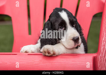 Di due mesi di età Springer Spaniel cucciolo, Tre, riposa in un prato di plastica sedia dopo un frisky sessione di gioco, in Issaquah, Washington, Foto Stock