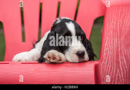 Di due mesi di età Springer Spaniel cucciolo, Tre, riposa in un prato di plastica sedia dopo un frisky sessione di gioco, in Issaquah, Washington, Foto Stock