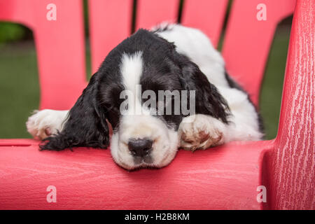 Di due mesi di età Springer Spaniel cucciolo, Tre, riposa in un prato di plastica sedia dopo un frisky sessione di gioco Foto Stock