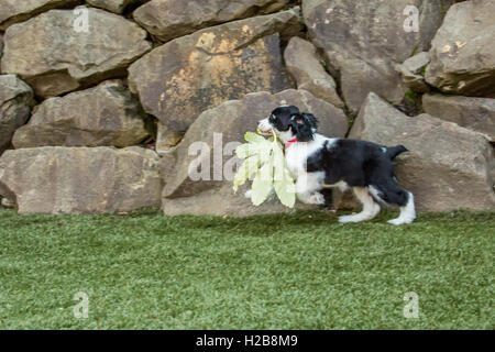 Di due mesi di età Springer Spaniel cucciolo, Tre, romping con una grande foglia foglia di acero sul tappeto erboso artificiale nel suo cantiere, Issaquah, W Foto Stock