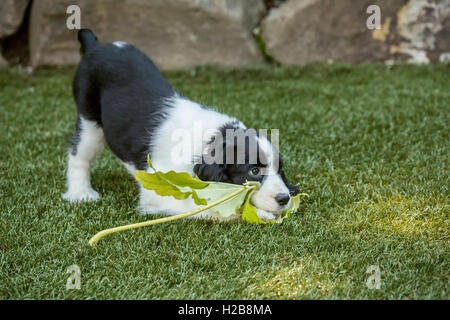 Di due mesi di età Springer Spaniel cucciolo, Tre, romping con una grande foglia foglia di acero sul tappeto erboso artificiale nel suo cortile Foto Stock