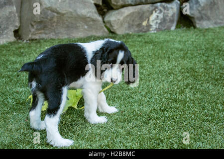 Di due mesi di età Springer Spaniel cucciolo, tre, cercando colpevole come egli porta intorno ad una grande foglia foglia di acero sul tappeto erboso artificiale in h Foto Stock