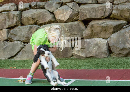 7 anno vecchia ragazza comically cercando di captare i suoi due mese vecchio Springer Spaniel cucciolo, Tre, in Issaquah, Washington, Stati Uniti d'America Foto Stock